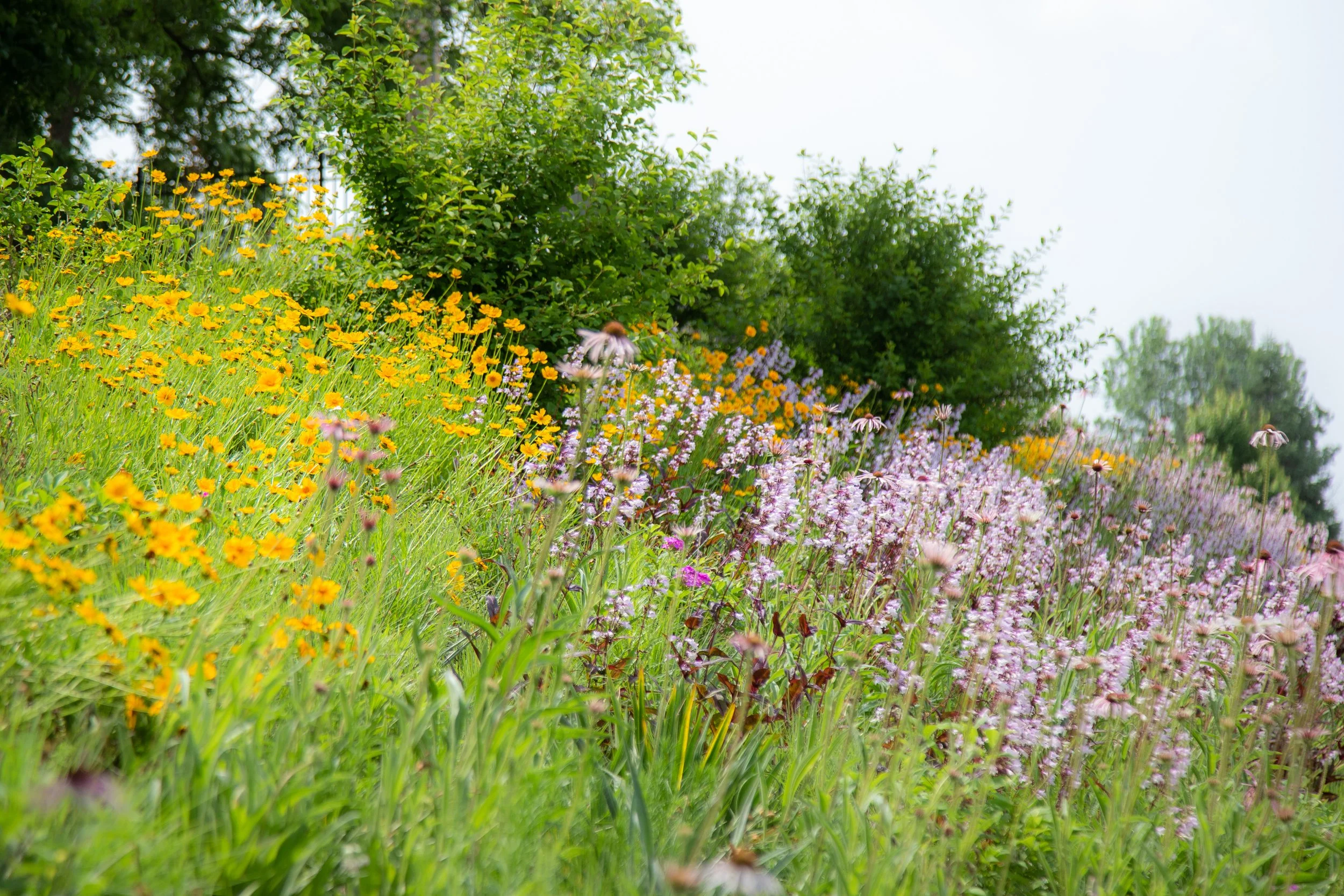 Meadow Road 　牧草地の道 豊富町大規模草地育成牧場 | 北海道Style